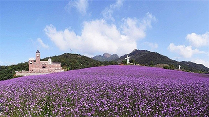 紫云花汐薰衣草庄园第 11 张图片