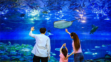 华夏文旅海洋公园第 28 张图片