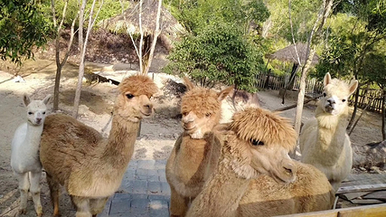 铜鼎山旅游区第 13 张图片