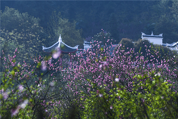 桃花源第 82 张图片