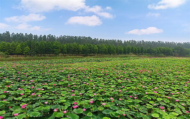 泗洪洪泽湖湿地景区第 57 张图片