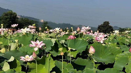 庐山博阳河生态休闲风景区第 12 张图片
