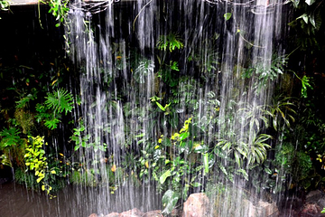 正佳雨林生态植物园第 154 张图片