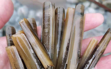 红树林拾贝赶海第 20 张图片