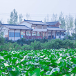 襄阳荷花湖(湖北乐彩阳光生态农业有限公司)