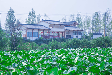 襄阳荷花湖第 1 张图片