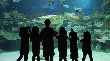 吉隆坡城中城水族馆第 32 张图片