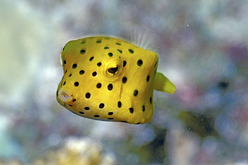 三亚亚特兰蒂斯失落的空间水族馆第 193 张图片