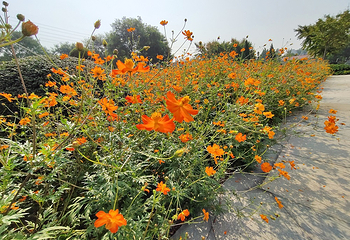 世界花卉大观园第 73 张图片