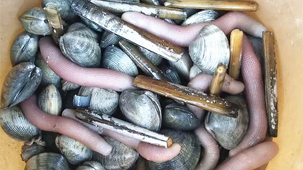 红树林拾贝赶海第 23 张图片