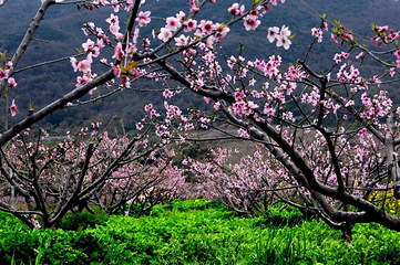舟山桃花岛风景旅游区-桃花峪景区第 9 张图片