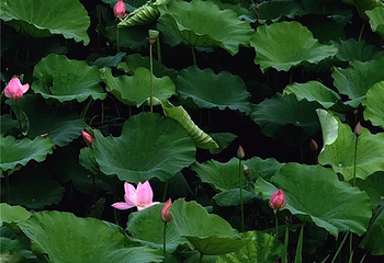 阳澄湖莲花岛第 27 张图片