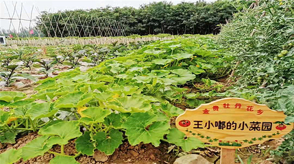 金贵牡丹花乡第 17 张图片