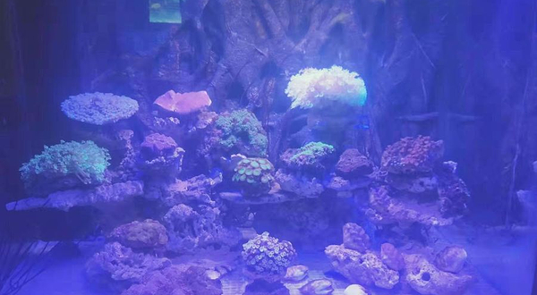 正荣海洋世界(正荣财富中心店)