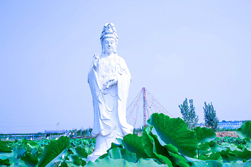 襄阳荷花湖第 4 张图片