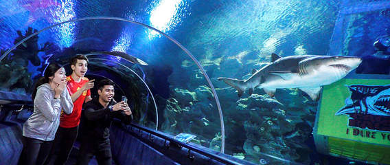 吉隆坡城中城水族馆第 17 张图片