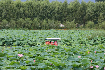 紫云水岸香草园第 41 张图片