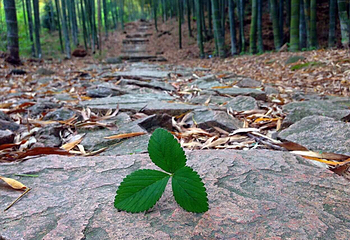 白水涧第 15 张图片