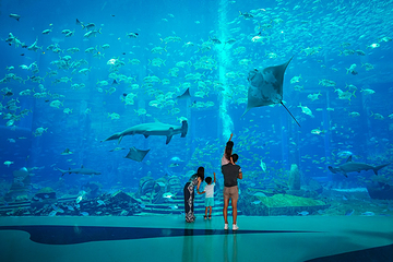 三亚亚特兰蒂斯失落的空间水族馆第 78 张图片