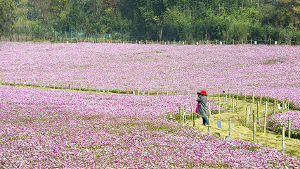 万亩茶园·茶园里梦想小镇第 33 张图片