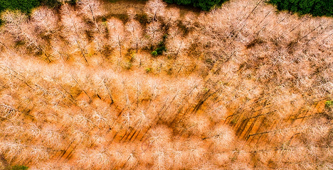 百山祖景区第 10 张图片