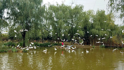 神州鸟园第 86 张图片