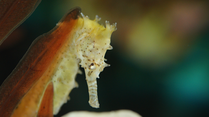 吉隆坡城中城水族馆第 34 张图片