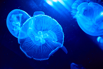 墨尔本水族馆第 37 张图片