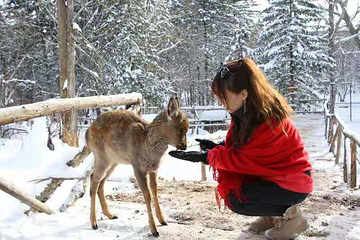 大秃顶子山第 31 张图片