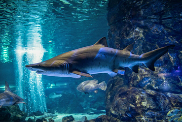 Sea Life COEX水族馆第 24 张图片