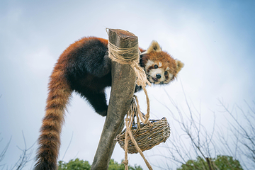 江苏淹城野生动物世界第 58 张图片