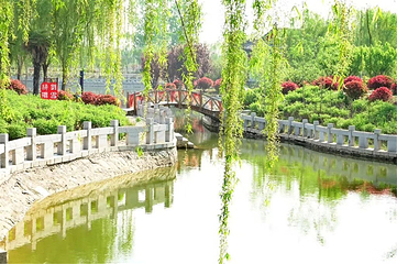 中国牡丹园第 21 张图片