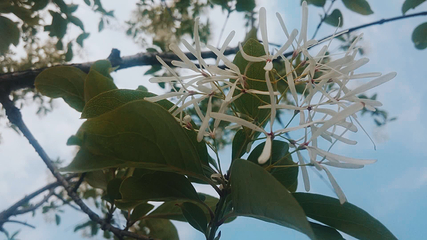 宁波植物园第 75 张图片