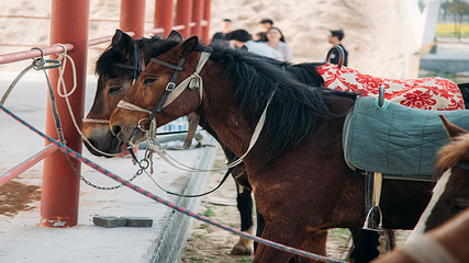 古柏渡飞黄旅游区第 47 张图片