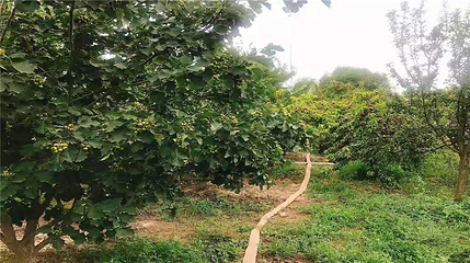金贵牡丹花乡第 19 张图片