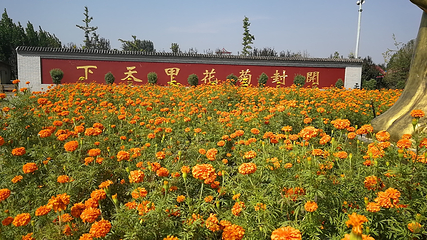 中国菊园第 7 张图片