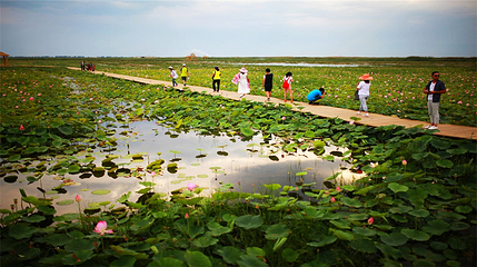 沙湖生态旅游区第 90 张图片