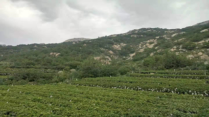 大泽山第 1 张图片