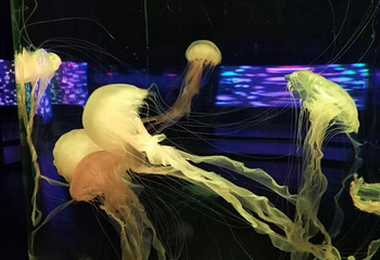 北海海底世界第 52 张图片