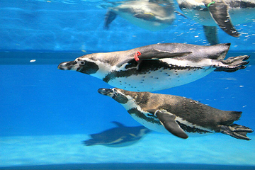 Sea Life COEX水族馆第 23 张图片