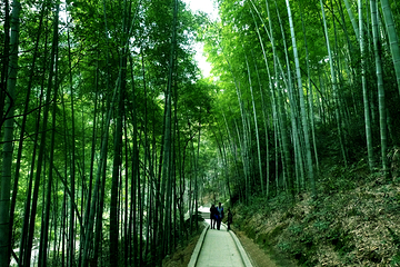 梅岭狮子峰第 15 张图片