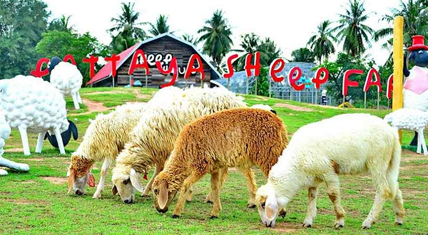 芭堤雅绵羊牧场