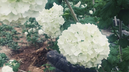 宁波植物园第 77 张图片