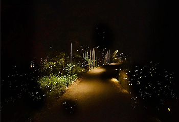 美岕萤火虫生态夜公园第 10 张图片