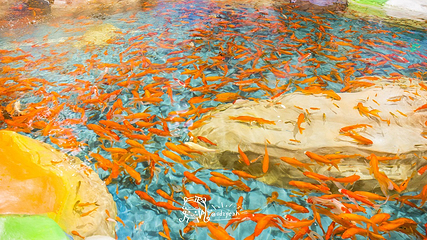 东莞海洋馆-恒远海立方环游城第 16 张图片