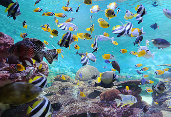 Sea Life COEX水族馆第 9 张图片