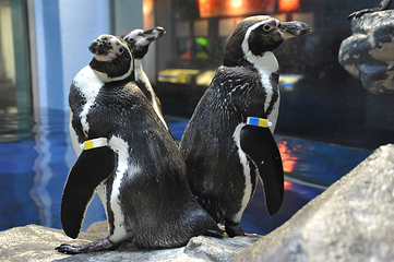 新江之岛水族馆第 19 张图片