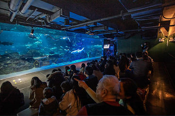 Sea Life COEX水族馆第 59 张图片