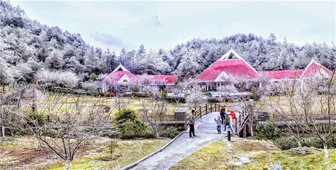 龙岩梅花山虎园第 10 张图片
