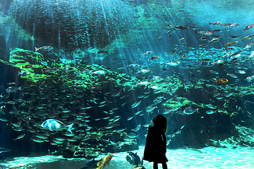九十九岛水族馆第 4 张图片